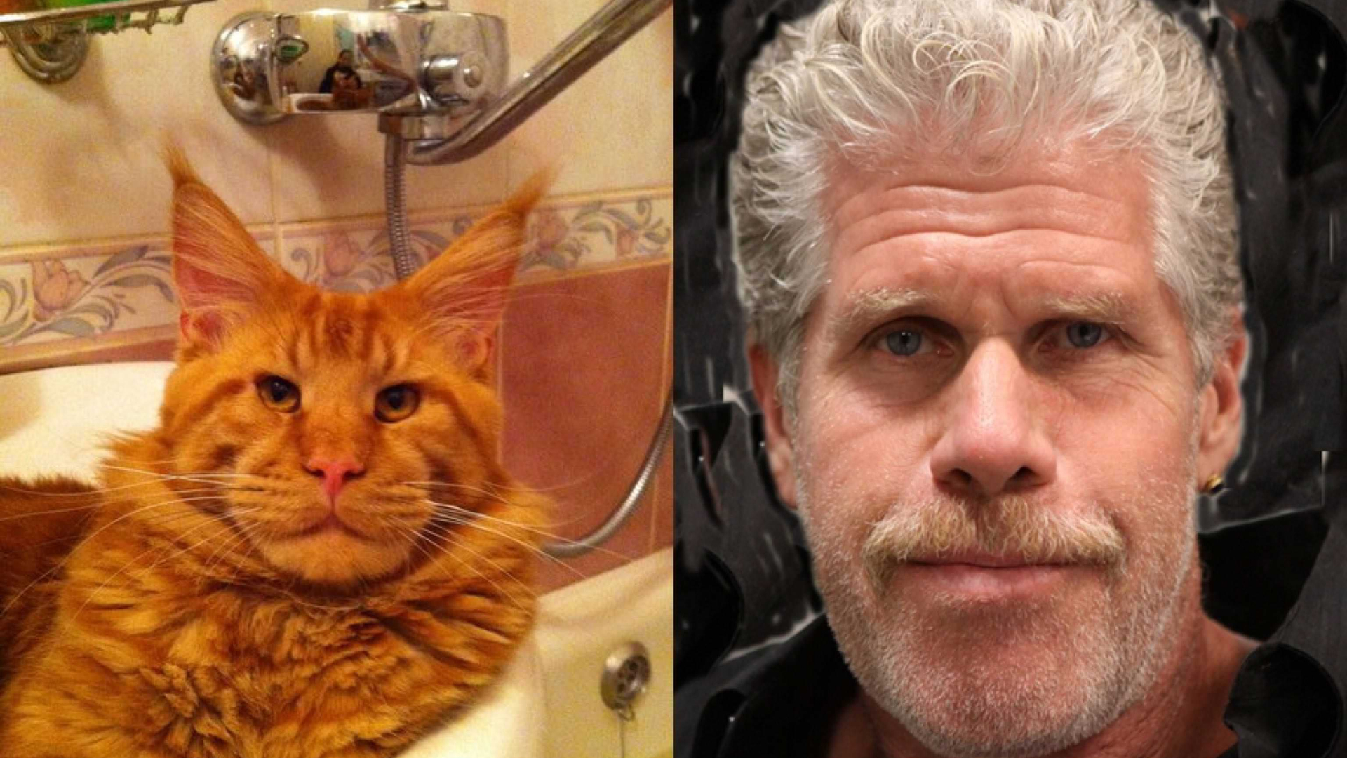 Ron Perlman y el Maine Coon