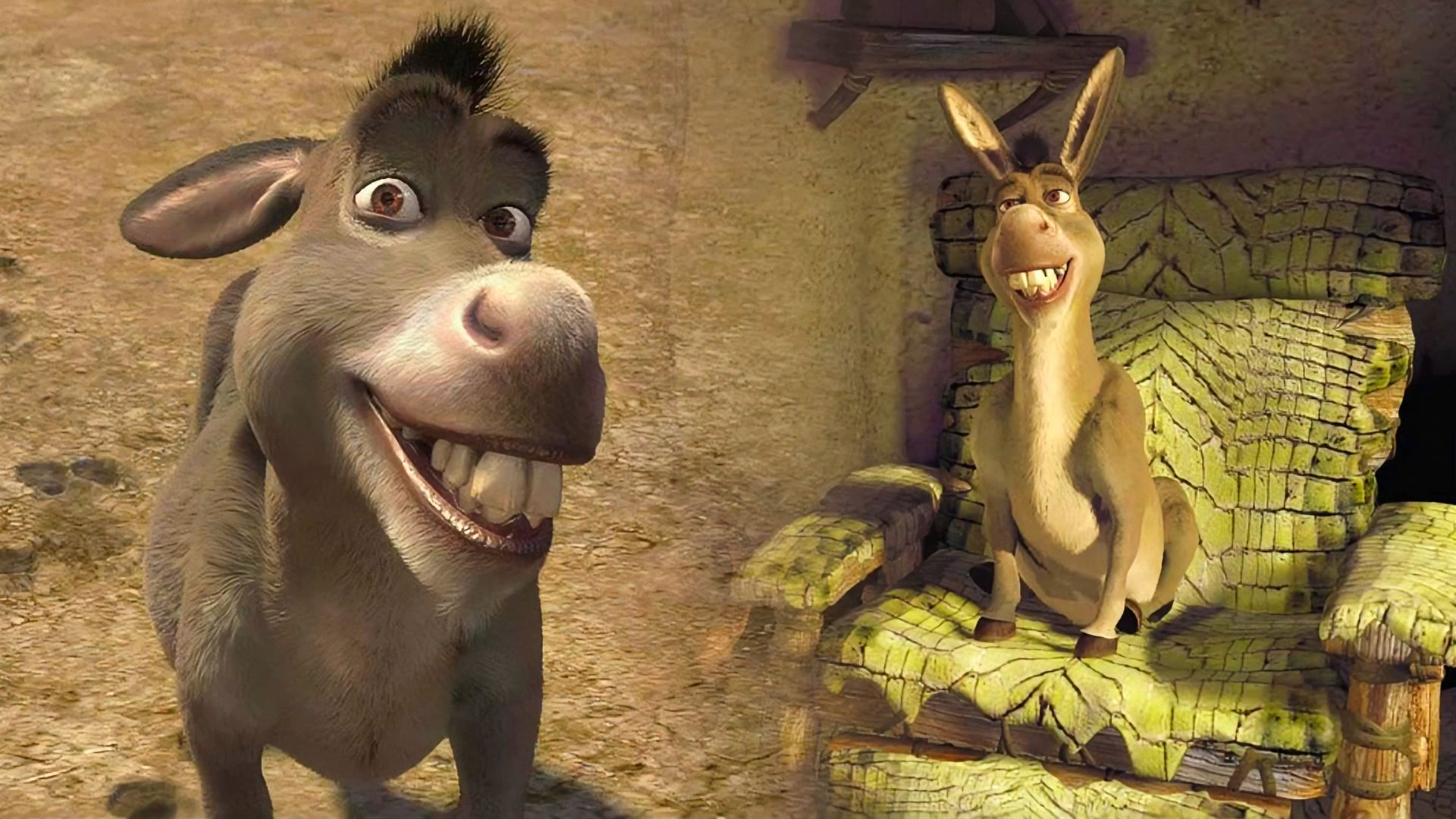 Burro gris sonriendo, burro sentado en una silla